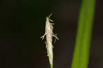 Greater bladder sedge